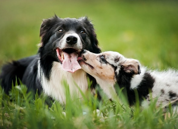 Old Dog, New Puppy – Getting a Puppy to Live with Your Older Dog ...