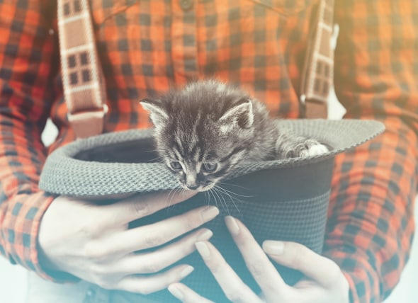 10 Old Timey Classic Cat Names Classic Names For Cats Petmd