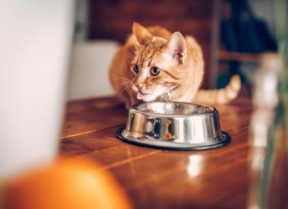 orange cat eats out of bowl