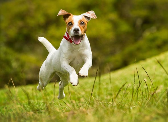 How to Calm a Hyperactive Dog | PetMD