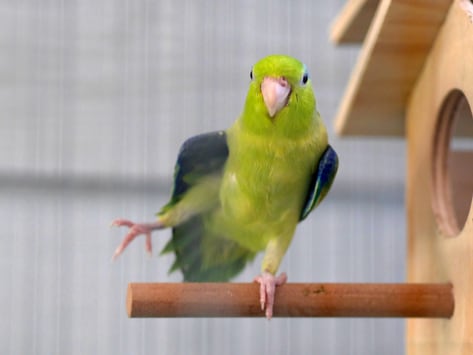 parrotlets as pets