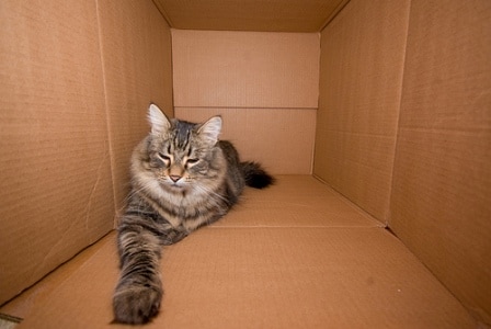 moving with pets, cat in box, moving your cat to a new home, relieving anxiety in cats