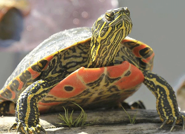 Laumei valivali - Chrysemys picta Reptile Breed Hypoallergenic, Soifua Maloloina ma le Olaga Vasa | PetMD