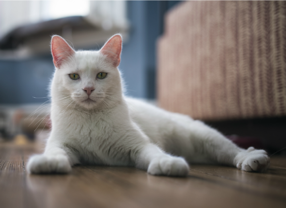 cat alopecia treatment
