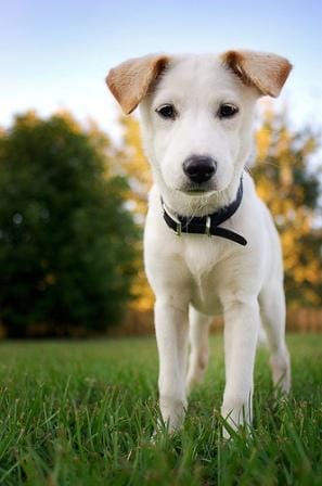 cute puppy, perfect puppy, finding a puppy