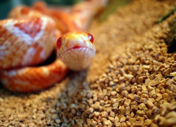 Pet Snakes Guide How Long Do Snakes Live More Petmd,How To Make A Diaper Cake With Blankets