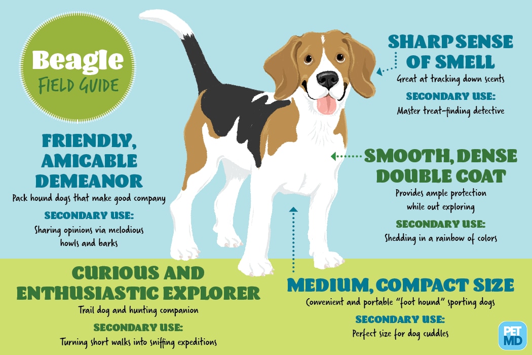 science diet skin allergies