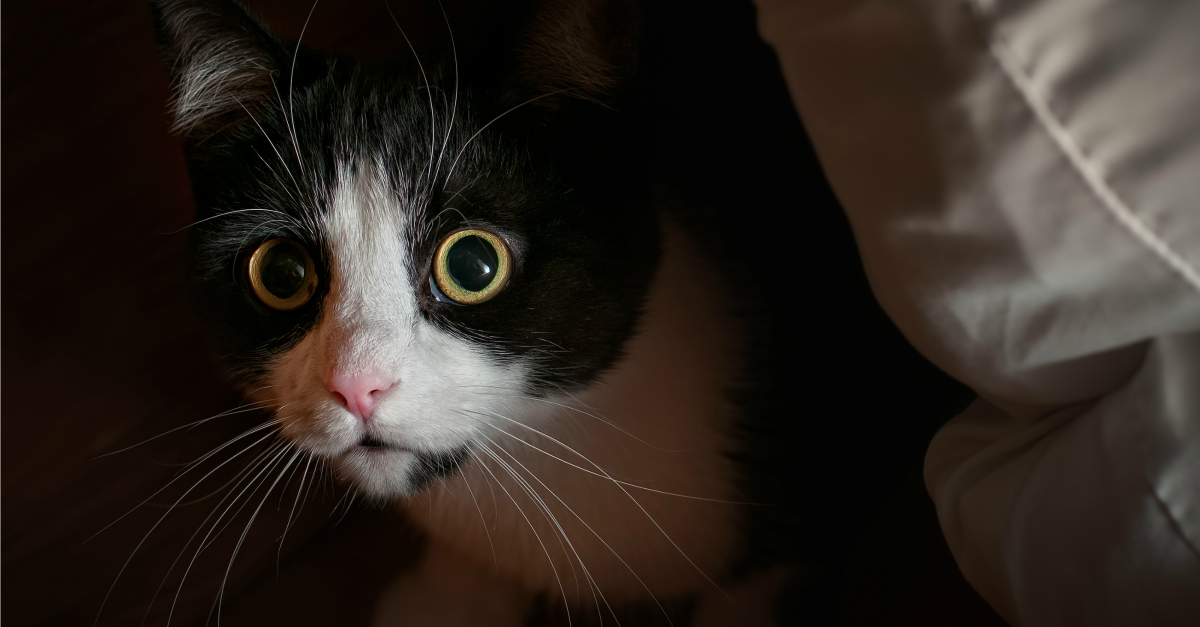 Anxiety and Compulsive Disorders in Cats | PetMD