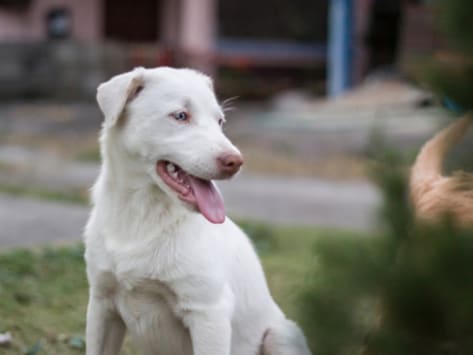 albino blue heeler