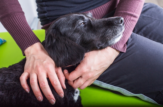 8 Dog Back Pain Remedies That Can Help Your Dog PetMD