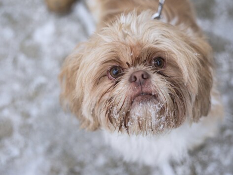 how to get your dog to go out in the rain