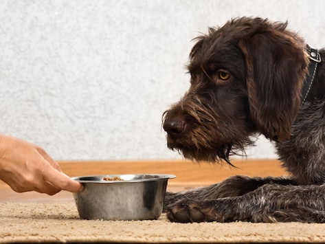 struvite crystals in dogs foods to avoid