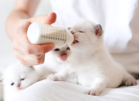 kitten drinking from baby bottle