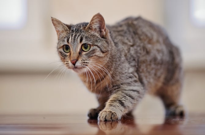 10 Helpful Ways to Calm Your Cat | petMD