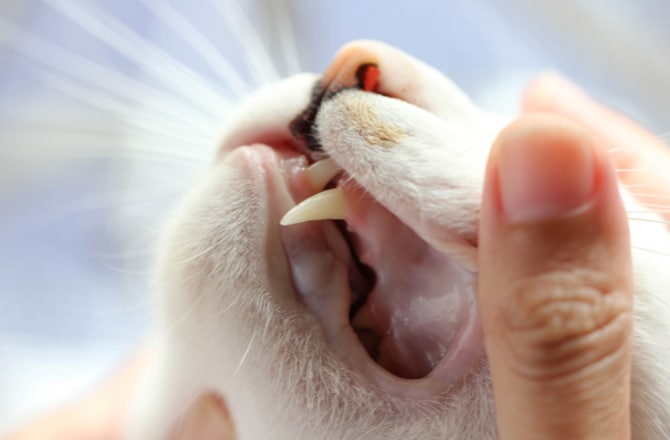 Cat Teeth Chart