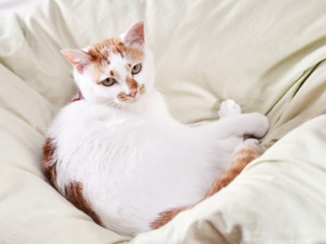 Cat Diarrhea 5 Treatment Options You Should Try Petmd