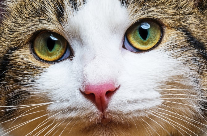 7 Tips for Treating Cat Eye Infections | PetMD