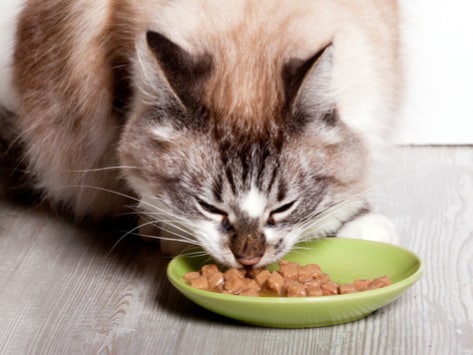 Diabetic Cat Food Chart