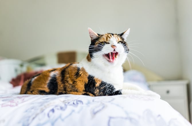  Cat  Hissing  7 Things That Might Be to Blame