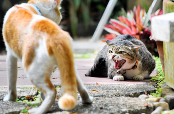  Cat  Hissing  7 Things That Might Be to Blame