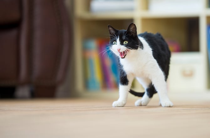 Petmd Mobile Top 10 Ways To Stop Your Cat From Peeing Outside