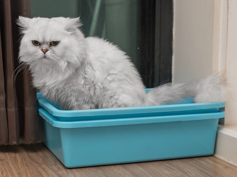 Best (and Worst) Spots for Your Cat's Litter Box | petMD