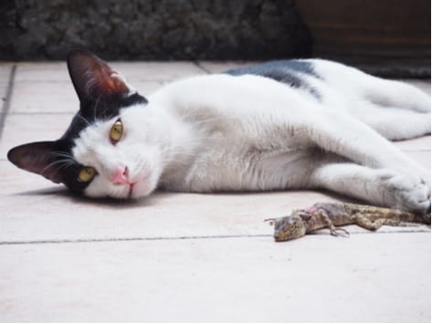 cat and gecko