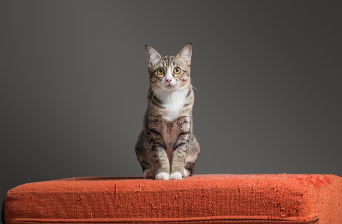 How To Cat Proof Your Couch Petmd, What Sofa Material Is Best For Cats