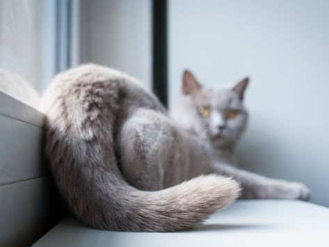 7 Common Cat Tail Injuries Petmd