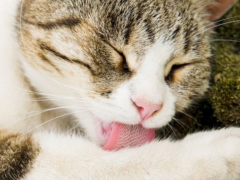 Cool Facts About Your Cat  s Tongue  PetMD