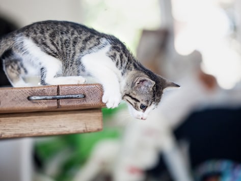 5 Ways To Calm Down A Crazy Cat