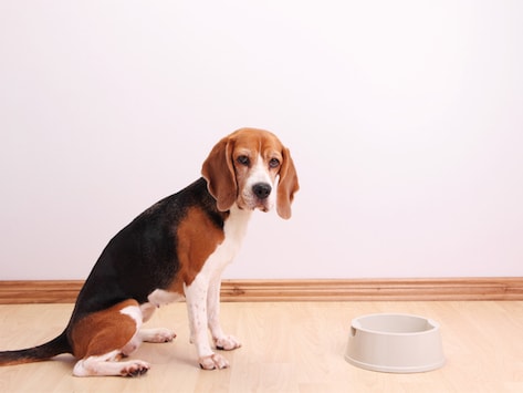 digestive supplements for dogs