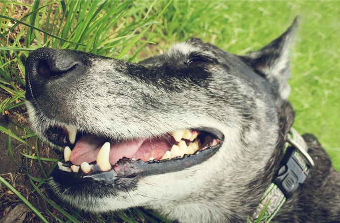 Chihuahua Teeth Age Chart