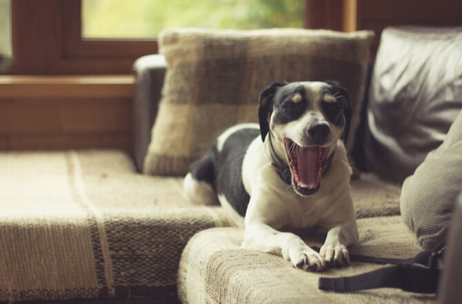 8 Surprising Causes of Dog Coughing PetMD