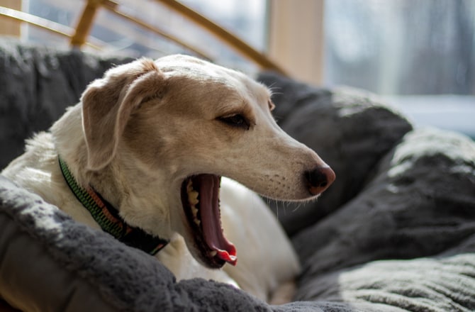 8 Surprising Causes of Dog Coughing petMD