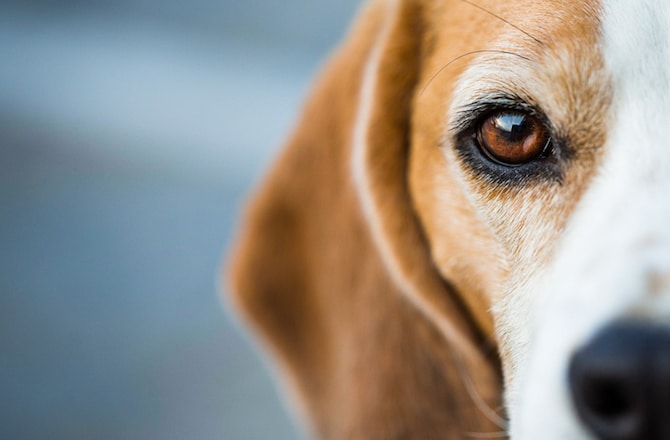 Dog Eye Reflection Color Chart