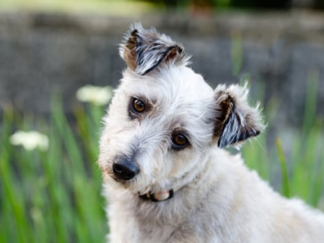 Why do dogs tilt their heads?