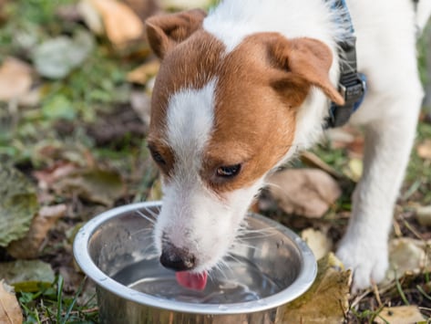 how can i tell if my dog has bladder stones