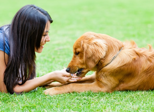 best vitamins for dogs immune system