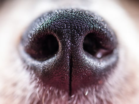 dog snout