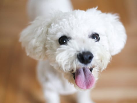 pink dog toy that sticks tongue out