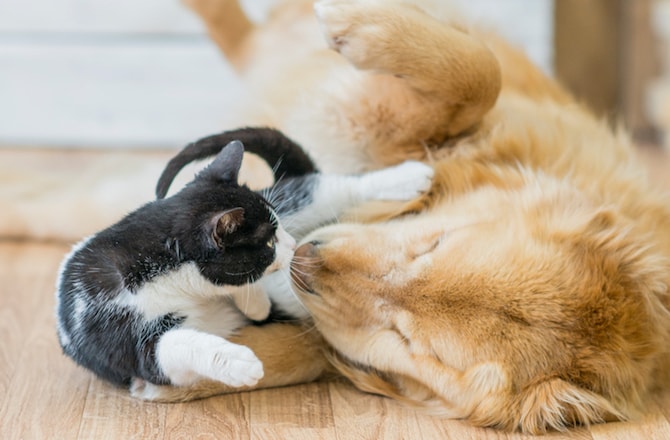 Everything You Need to Know About Getting a Cat and Dog