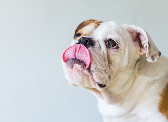 Dry Mouth in Pets: What to Do About It  petMD