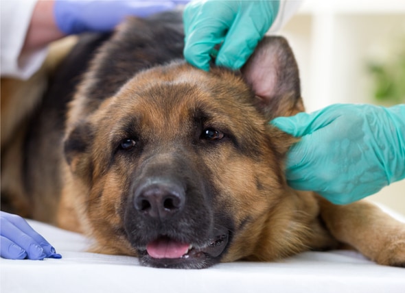 Ear Tip Injuries in Pets