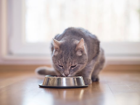 best cat food for hairballs and vomiting