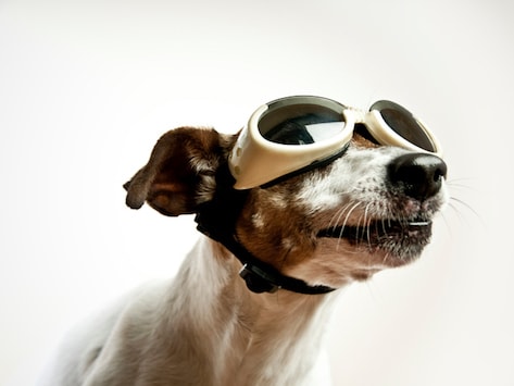 dog visor and sunglasses