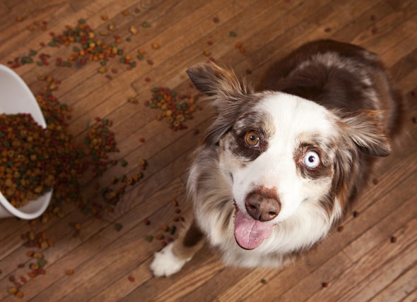 what should you not feed a dog with pancreatitis