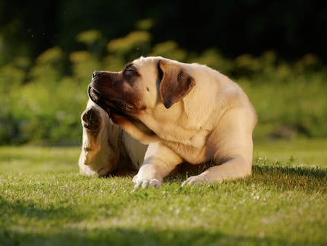 dog fungal infection treatment
