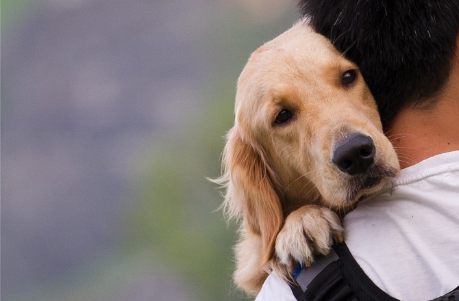 9 Human Medications That Are Safe for Sick Pets | PetMD