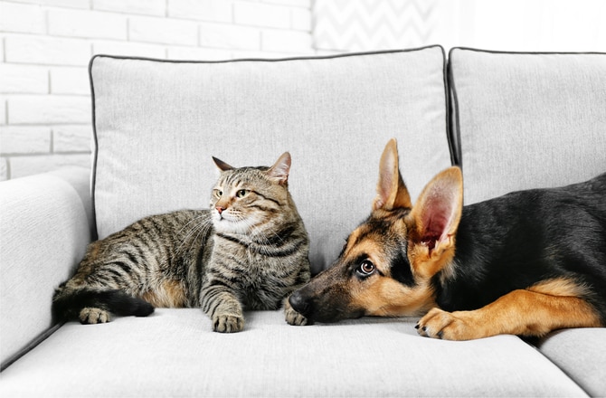 10 Pet Hygiene Tips You Should Be Following | PetMD